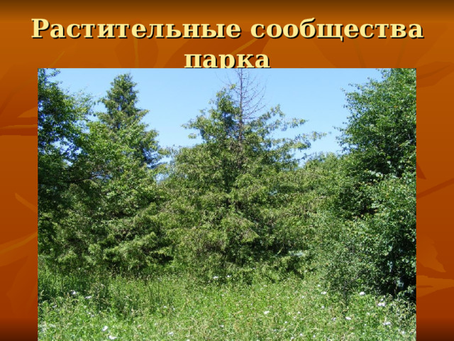 Растительные сообщества парка 