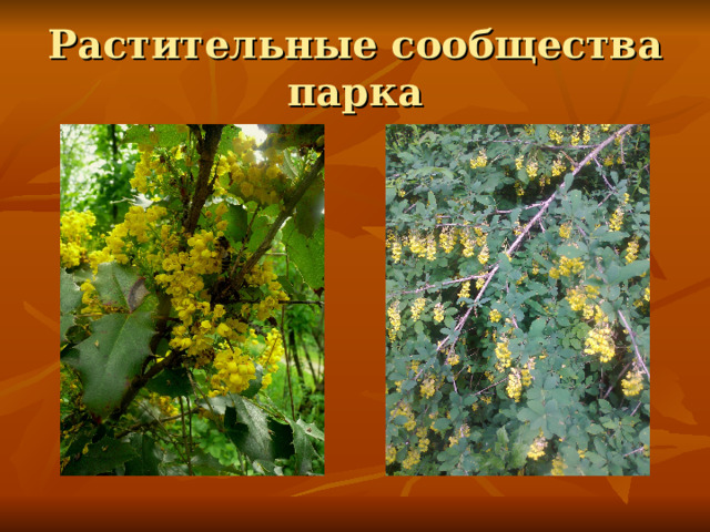 Растительные сообщества парка 