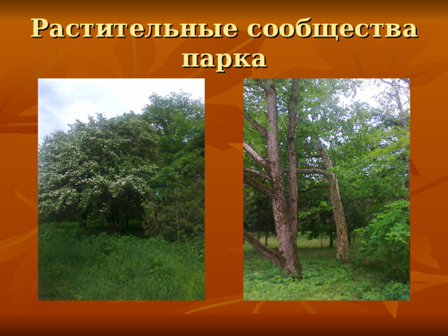 Растительные сообщества парка 