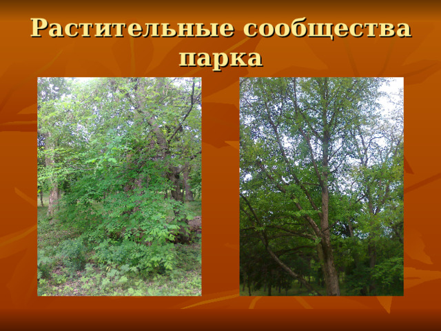 Растительные сообщества парка 