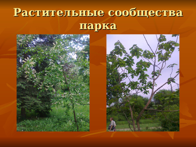 Растительные сообщества парка 