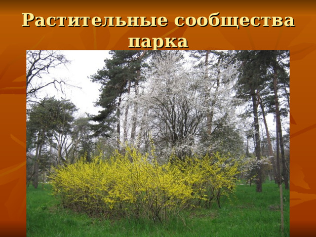 Растительные сообщества парка 