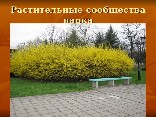 Растительные сообщества парка 