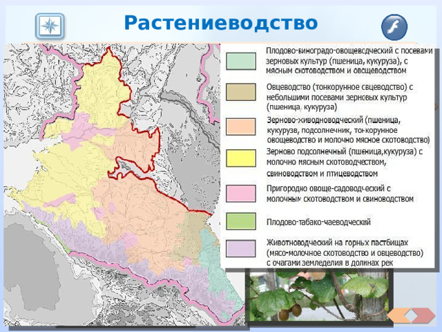 Растениеводство  Большое развитие получили садоводство и виноградарство. На район приходится 1/3 всех плодово-ягод­ных насаждений России и почти 99% виноградников. По производству винодельческой продукции и плодоовощных консервов район занимает в России первое место.  На узкой полосе черноморских субтропиков выра­щивают уникальные для России культуры: цитрусовые, маслины, эфиромасличные, инжир, хурму. А также самый северный чай в мире.  Район лиди­рует в России по площади посевов озимой пшеницы, кукурузы, риса, подсолнечника и сахарной свеклы. Главные районы выращива­ния — Ростовская область, Краснодарский и Ставропольский края.  Северный Кавказ — основной производитель риса в России. Возделывают его в основном на поливных землях Краснодарского края, а также в Астраханской области и Дагестане. 