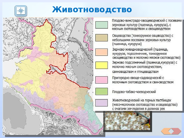 Животноводство  Важнейший в России район тонкорунного и полутонкорунного овцеводства. Развитие овцеводства основано на использовании летних степных пастбищ Ставрополья и Рос­товской области, высокогорий Большого Кавказа и зимних пастбищ в Но­гайской степи Дагестана.  Район высокотоварного животноводства. Молоч­но-мясное  Видное место Северный Кавказ занимает по производству продукции птицеводства. Здесь построено много крупных птицекомплексов. Дальнейшее развитие животноводства зависит от проведения земельной реформы, развития новых форм хозяйствования, способных повысить товарность отрасли. скотоводство больше характерно для Краснодарского края и западной части Ростовской области, а мясомолочное — для Ставрополь­ского края и северо- восточной части Ростовской области. 