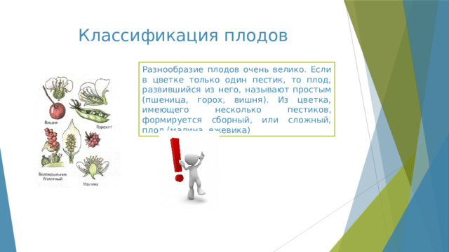 Классификация плодов Разнообразие плодов очень велико. Если в цветке только один пестик, то плод, развившийся из него, называют простым (пшеница, горох, вишня). Из цветка, имеющего несколько пестиков, формируется сборный, или сложный, плод (малина, ежевика) 