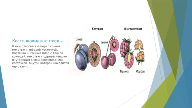 Костянковидные плоды К ним относятся плоды с сочной мякотью и твёрдой косточкой. Костянка — сочный плод с тонкой кожицей, мякотью и одревесневшим внутренним слоем околоплодника — косточкой, внутри которой находится одно семя. 