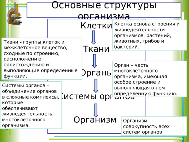 Основные структуры организма Клетки Ткани Органы Системы органов Организм Клетка основа строения и жизнедеятельности организмов: растений, животных, грибов и бактерий. Ткани - группы клеток и межклеточное вещество, сходные по строению, расположению, происхождению и выполняющие определенные функции. Орган – часть многоклеточного организма, имеющая особое строение и выполняющая в нем определенную функцию. Системы органов – объединение органов в сложные комплексы, которые обеспечивают жизнедеятельность многоклеточного организма. Организм – совокупность всех систем органов 