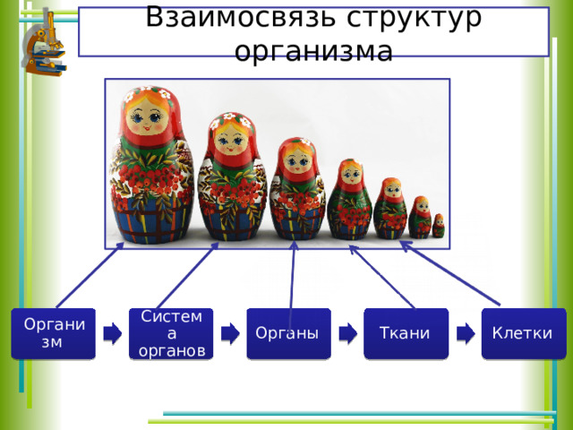 Взаимосвязь структур организма Организм Система органов Органы Ткани Клетки 