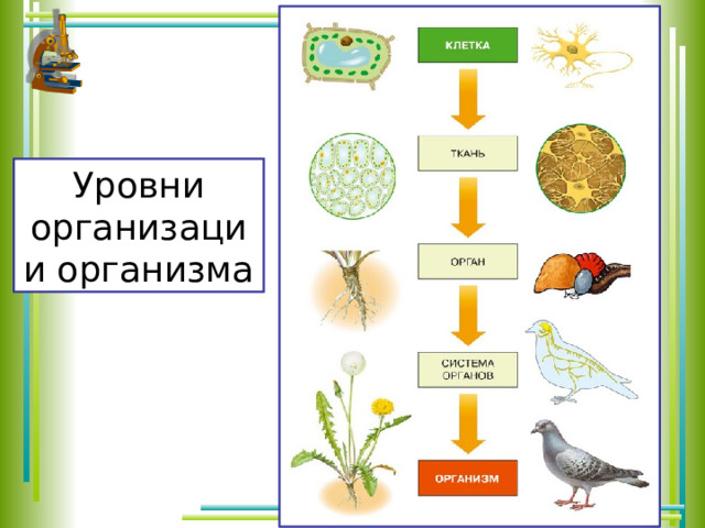 Уровни организации организма 