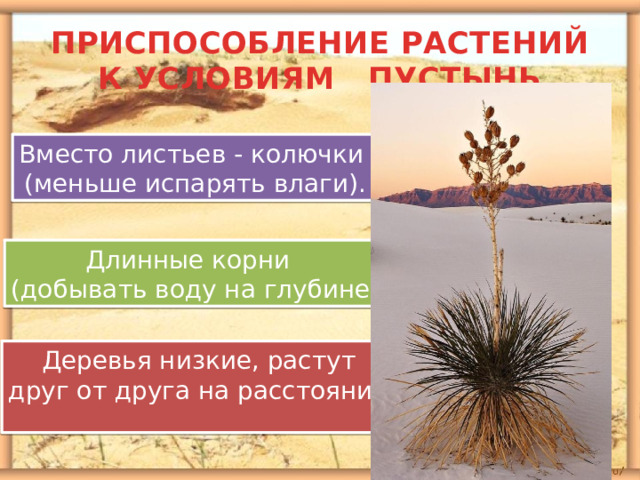 ПРИСПОСОБЛЕНИЕ РАСТЕНИЙ К УСЛОВИЯМ ПУСТЫНЬ Вместо листьев - колючки (меньше испарять влаги). Длинные корни (добывать воду на глубине). Деревья низкие, растут друг от друга на расстоянии. 