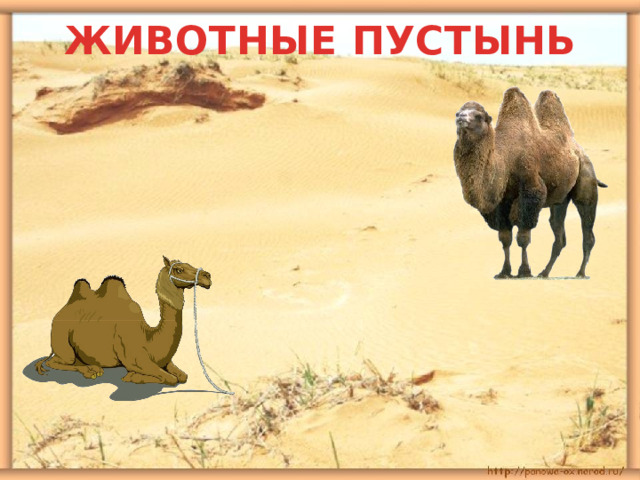 ЖИВОТНЫЕ ПУСТЫНЬ 
