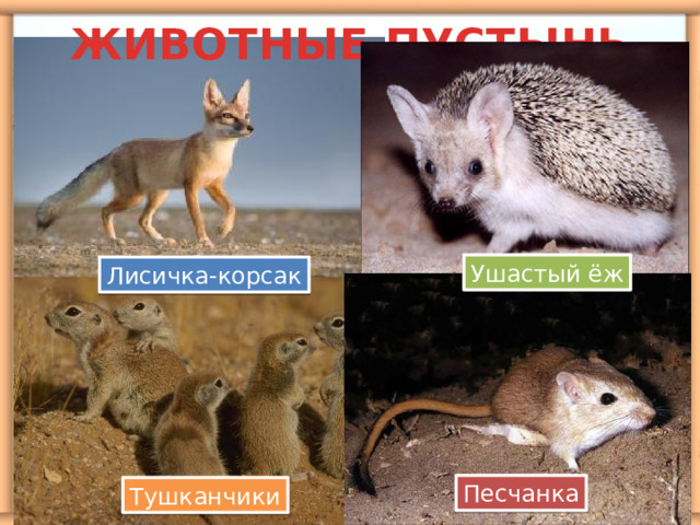 ЖИВОТНЫЕ ПУСТЫНЬ Ушастый ёж Лисичка-корсак Песчанка Тушканчики 