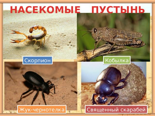 НАСЕКОМЫЕ ПУСТЫНЬ Скорпион Кобылка Жук-чернотелка Священный скарабей 