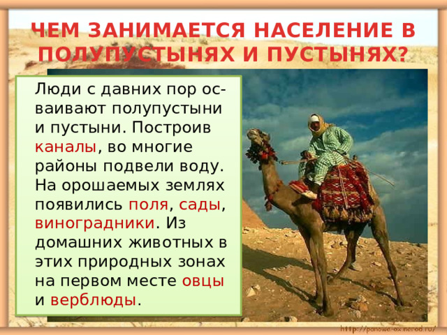 ЧЕМ ЗАНИМАЕТСЯ НАСЕЛЕНИЕ В ПОЛУПУСТЫНЯХ И ПУСТЫНЯХ?  Люди с давних пор ос-ваивают полупустыни и пустыни. Построив каналы , во многие районы подвели воду. На орошаемых землях появились поля , сады , виноградники . Из домашних животных в этих природных зонах на первом месте овцы и верблюды . 
