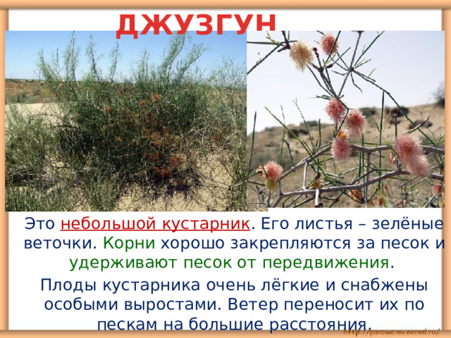     ДЖУЗГУН  Это небольшой кустарник . Его листья – зелёные веточки. Корни хорошо закрепляются за песок и удерживают песок от передвижения .  Плоды кустарника очень лёгкие и снабжены особыми выростами. Ветер переносит их по пескам на большие расстояния. 