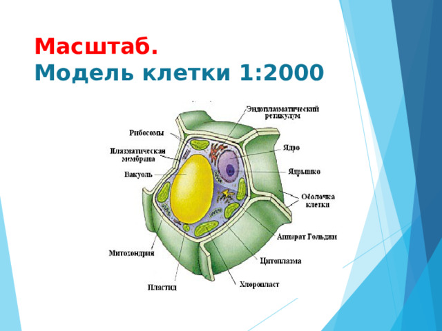 Масштаб.  Модель клетки 1:2000 