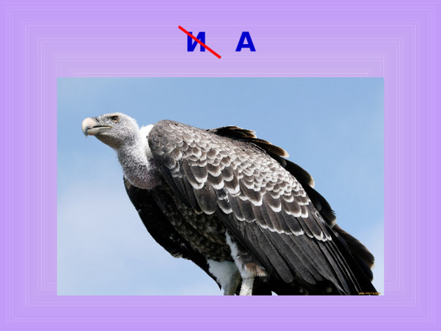 И А 