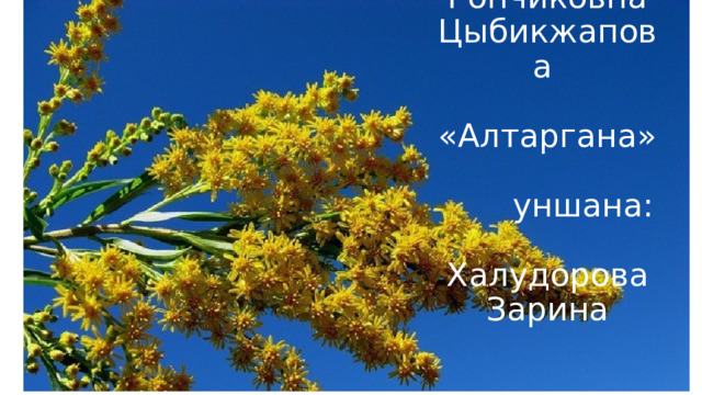            Елена Гончиковна Цыбикжапова   «Алтаргана»   уншана: Халудорова Зарина 
