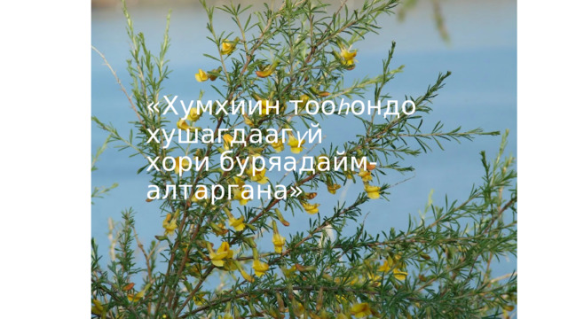 «Хумхиин тоо һ ондо хушагдааг ү й  хори буряадайм- алтаргана» 