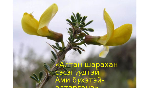 «Алтан шарахан сэсэг үү дтэй  Ами б ү хэтэй- алтаргана» 