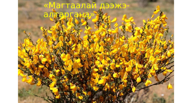 «Магтаалай дээжэ- алтаргана» 