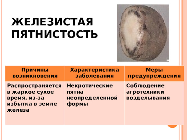 ЖЕЛЕЗИСТАЯ  ПЯТНИСТОСТЬ Причины возникновения Распространяется в жаркое сухое время, из-за избытка в земле железа Характеристика заболевания Меры предупреждения Некротические пятна неопределенной формы Соблюдение агротехники возделывания 