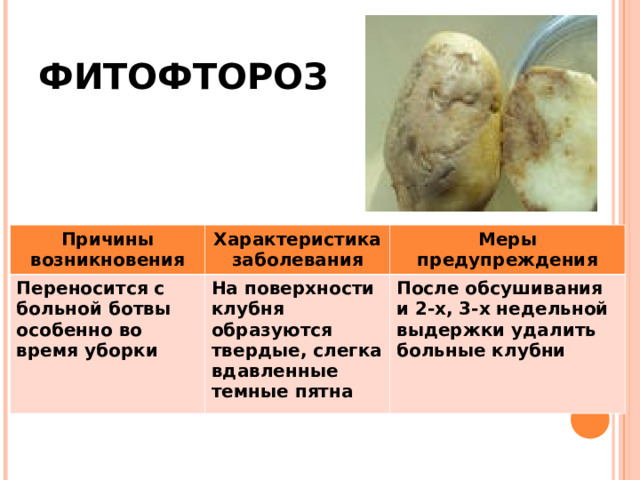 ФИТОФТОРОЗ Причины возникновения Переносится с больной ботвы особенно во время уборки Характеристика заболевания Меры предупреждения На поверхности клубня образуются твердые, слегка вдавленные темные пятна После обсушивания и 2-х, 3-х недельной выдержки удалить больные клубни 