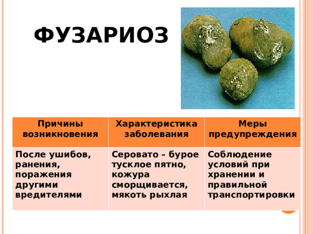     ФУЗАРИОЗ Причины возникновения После ушибов, ранения, поражения другими вредителями Характеристика заболевания Меры предупреждения Серовато – бурое тусклое пятно, кожура сморщивается, мякоть рыхлая Соблюдение условий при хранении и правильной транспортировки 
