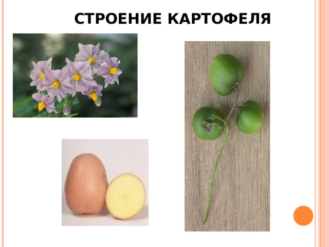 СТРОЕНИЕ КАРТОФЕЛЯ 