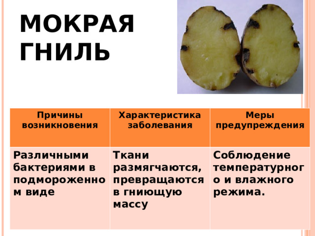 МОКРАЯ  ГНИЛЬ Причины возникновения Различными бактериями в подмороженном виде Характеристика заболевания Меры предупреждения Ткани размягчаются, превращаются в гниющую массу Соблюдение температурного и влажного режима. 