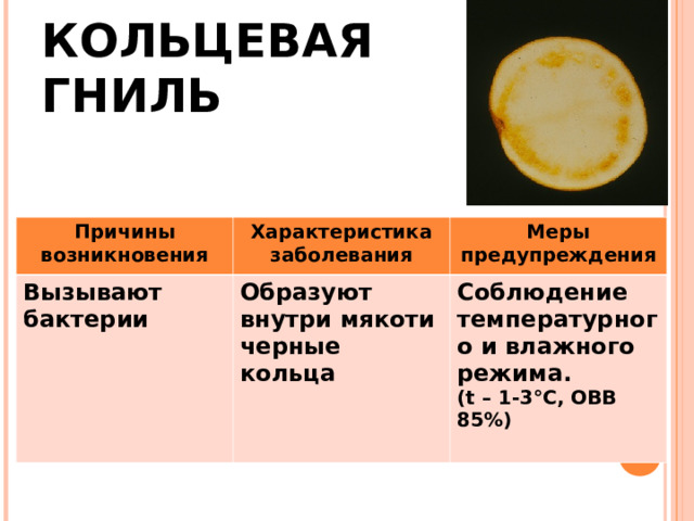 КОЛЬЦЕВАЯ  ГНИЛЬ Причины возникновения Характеристика заболевания Вызывают бактерии Меры предупреждения Образуют внутри мякоти черные кольца Соблюдение температурного и влажного режима. ( t – 1-3 °C , ОВВ 85%)  