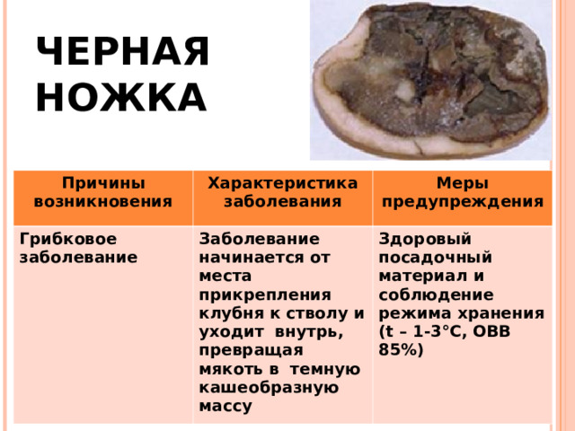ЧЕРНАЯ  НОЖКА Причины возникновения Характеристика заболевания Грибковое заболевание Меры предупреждения Заболевание начинается от места прикрепления клубня к стволу и уходит внутрь, превращая мякоть в темную кашеобразную массу Здоровый посадочный материал и соблюдение режима хранения ( t – 1-3 °C , ОВВ 85%) 