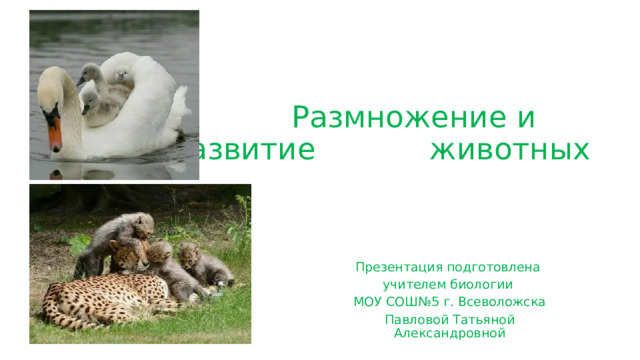  Размножение и развитие животных Презентация подготовлена учителем биологии МОУ СОШ№5 г. Всеволожска Павловой Татьяной Александровной  