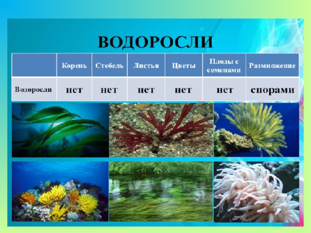 Группа растений водоросли примеры 3 класс 3 класса водорослей