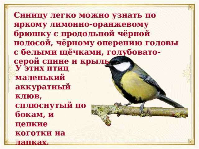 Синицу легко можно узнать по яркому лимонно-оранжевому брюшку с продольной чёрной полосой, чёрному оперению головы с белыми щёчками, голубовато-серой спине и крыльям. У этих птиц маленький аккуратный клюв, сплюснутый по бокам, и цепкие коготки на лапках. 
