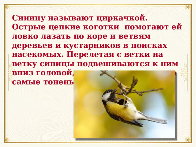 Синицу называют циркачкой. Острые цепкие коготки помогают ей ловко лазать по коре и ветвям деревьев и кустарников в поисках насекомых. Перелетая с ветки на ветку синицы подвешиваются к ним вниз головой, качаются, держась за самые тоненькие веточки. 