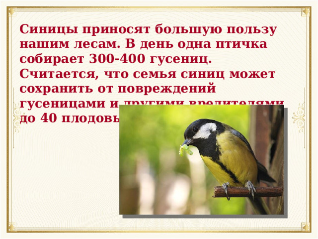 Синицы приносят большую пользу нашим лесам. В день одна птичка собирает 300-400 гусениц. Считается, что семья синиц может сохранить от повреждений гусеницами и другими вредителями до 40 плодовых деревьев. 