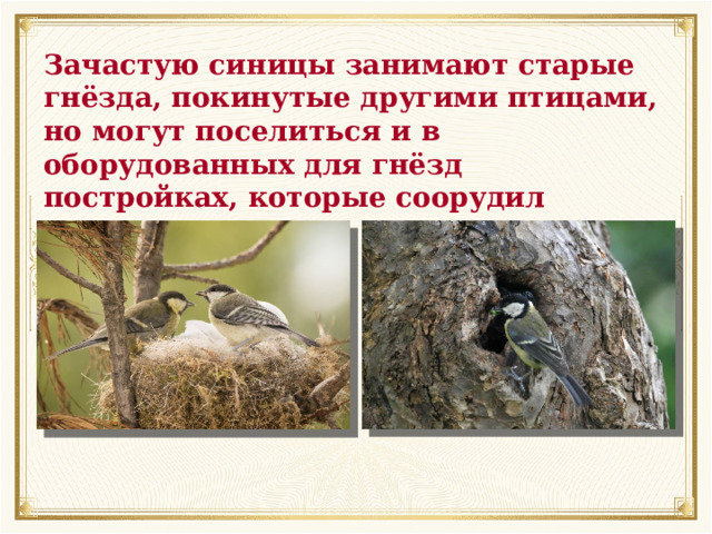 Зачастую синицы занимают старые гнёзда, покинутые другими птицами, но могут поселиться и в оборудованных для гнёзд постройках, которые соорудил человек. 