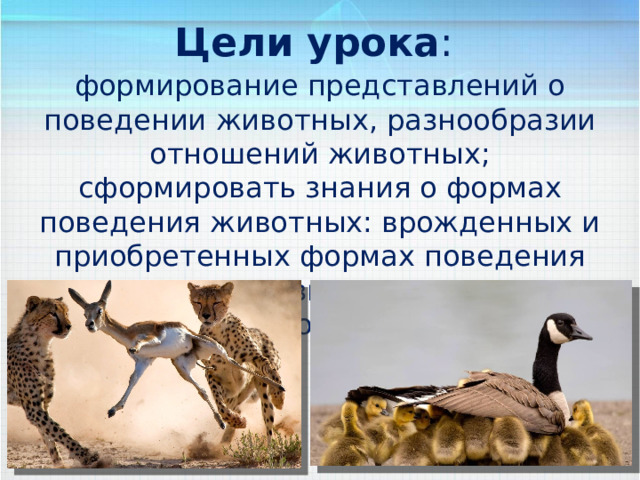 Цели урока : формирование представлений о поведении животных, разнообразии отношений животных; сформировать знания о формах поведения животных: врожденных и приобретенных формах поведения животных, их значение в жизни животных. 