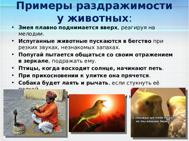 Примеры раздражимости у животных :   Змея плавно поднимается вверх , реагируя на мелодии.  Испуганные животные пускаются в бегство  при резких звуках, незнакомых запахах.  Попугай пытается общаться со своим отражением в зеркале , подражать ему.  Птицы, когда восходит солнце, начинают петь .  При прикосновении к улитке она прячется .  Собака будет лаять и рычать , если стукнуть её палкой.  Змея скрутится и будет шипеть  при негативном раздражителе.  