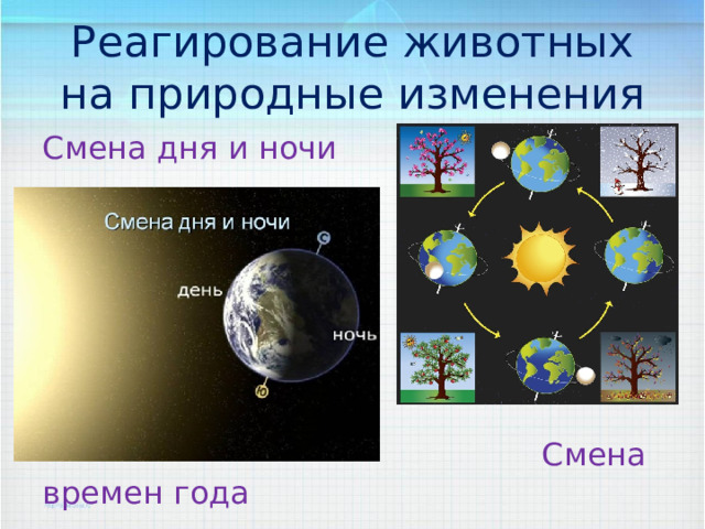 Реагирование животных на природные изменения Смена дня и ночи  Смена времен года 
