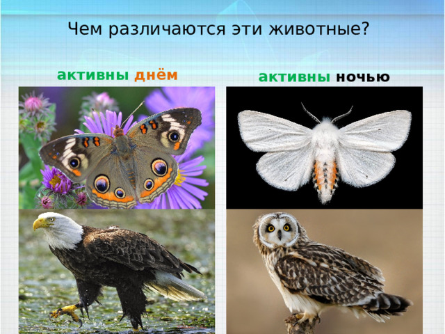Чем различаются эти животные? активны  днём  активны ночью 