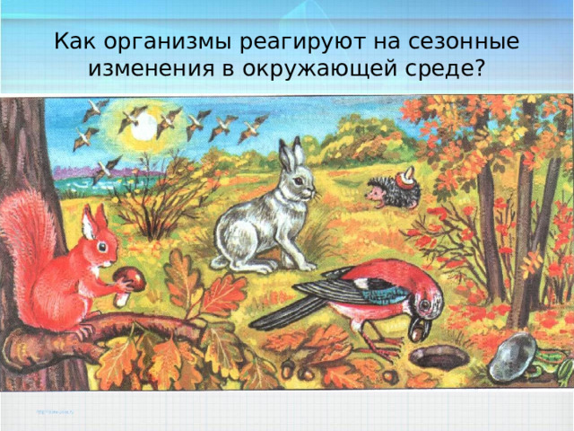 Как организмы реагируют на сезонные изменения в окружающей среде? 