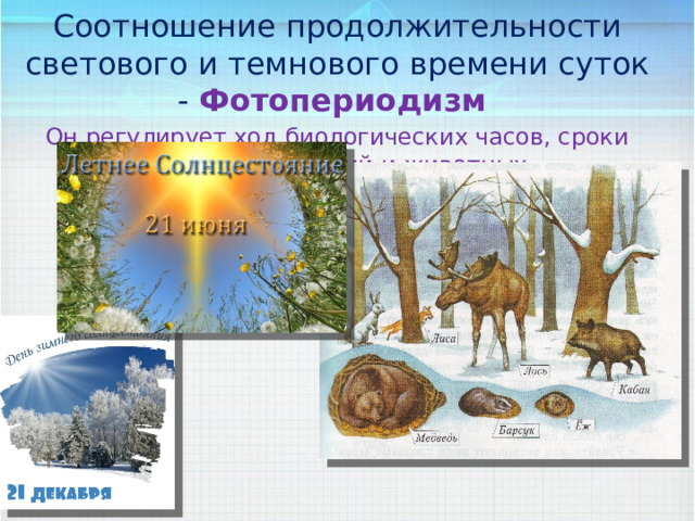 Соотношение продолжительности светового и темнового времени суток - Фотопериодизм  Он регулирует ход биологических часов, сроки развития растений и животных. 