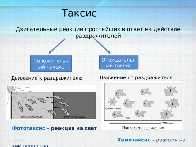 Таксис Двигательные реакции простейших в ответ на действие раздражителей Положительный таксис Отрицательный таксис Движение от раздражителя Движение к раздражителю Фототаксис – реакция на свет   Хемотаксис –  реакция на хим.вещество 