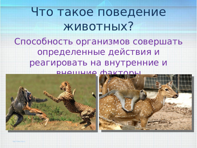 Что такое поведение животных? Способность организмов совершать определенные действия и реагировать на внутренние и внешние факторы 