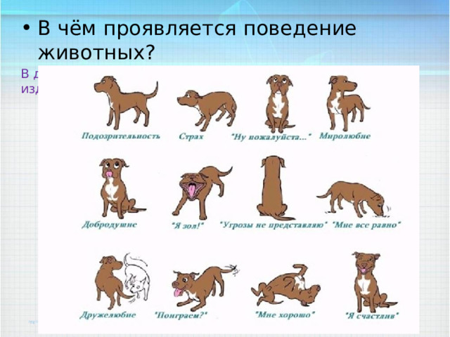 В чём проявляется поведение животных? В движениях, положениях тела, жестах, мимике, окраске, издаваемых звуках 