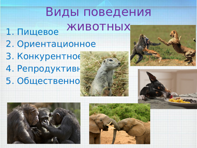 Виды поведения животных Пищевое Ориентационное Конкурентное Репродуктивное Общественное 