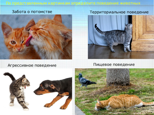 По представленным картинкам определите поведение животных Забота о потомстве Территориальное поведение Пищевое поведение Агрессивное поведение 